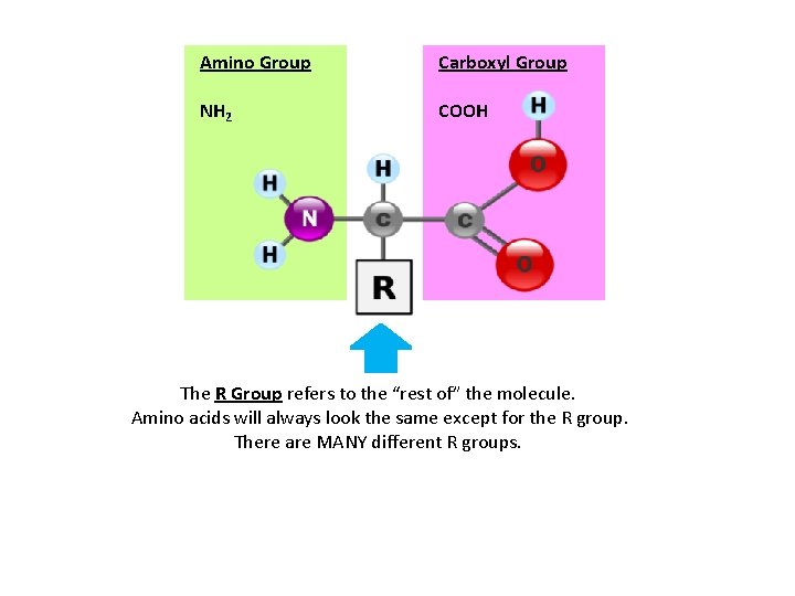 Amino Group Carboxyl Group NH 2 COOH The R Group refers to the “rest