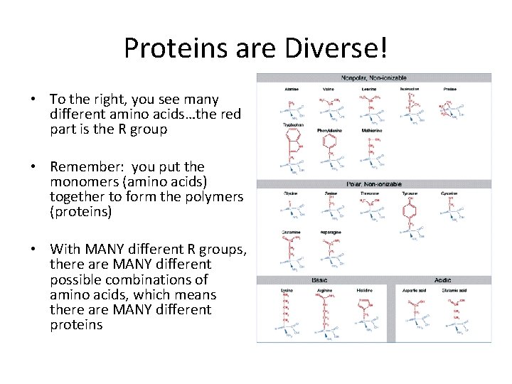 Proteins are Diverse! • To the right, you see many different amino acids…the red