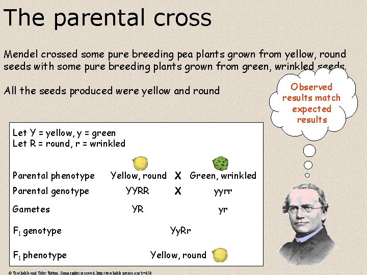 The parental cross Mendel crossed some pure breeding pea plants grown from yellow, round