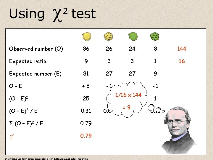 Using 2 test Observed number (O) 86 26 24 8 144 Expected ratio 9