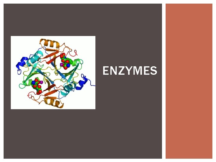 ENZYMES ENZYMES