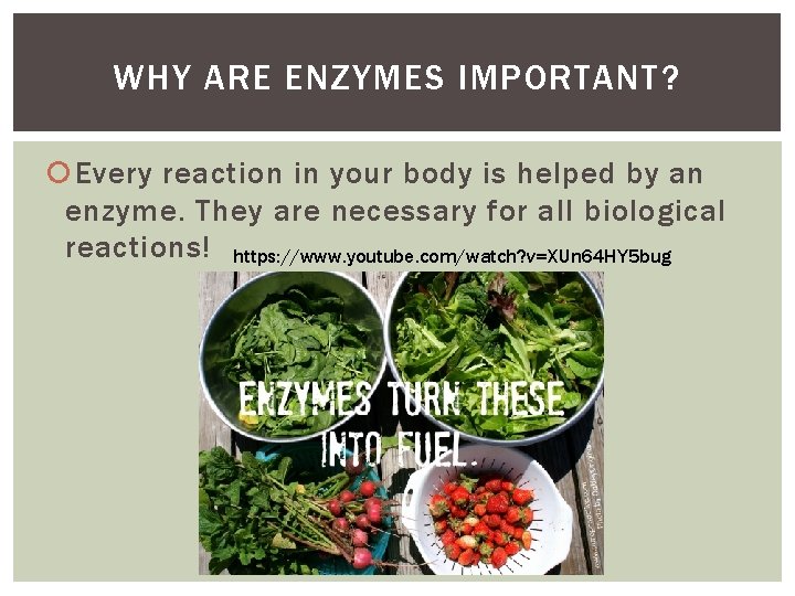 WHY ARE ENZYMES IMPORTANT? Every reaction in your body is helped by an enzyme. WHY ARE ENZYMES IMPORTANT? Every reaction in your body is helped by an enzyme.