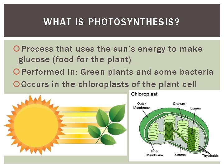 WHAT IS PHOTOSYNTHESIS? Process that uses the sun’s energy to make glucose (food for WHAT IS PHOTOSYNTHESIS? Process that uses the sun’s energy to make glucose (food for