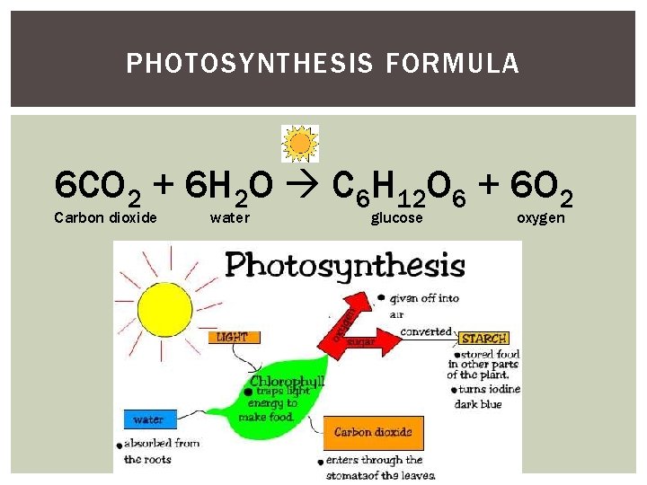PHOTOSYNTHESIS FORMULA 6 CO 2 + 6 H 2 O C 6 H 12 PHOTOSYNTHESIS FORMULA 6 CO 2 + 6 H 2 O C 6 H 12