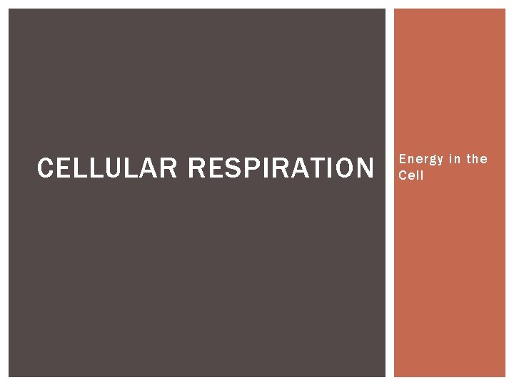 CELLULAR RESPIRATION Energy in the Cell CELLULAR RESPIRATION Energy in the Cell