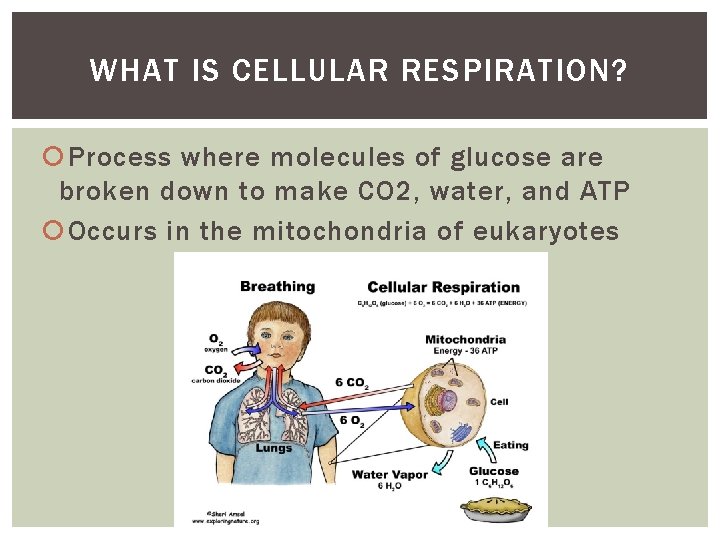 WHAT IS CELLULAR RESPIRATION? Process where molecules of glucose are broken down to make WHAT IS CELLULAR RESPIRATION? Process where molecules of glucose are broken down to make