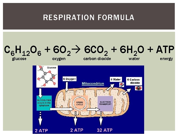 RESPIRATION FORMULA C 6 H 12 O 6 + 6 O 2 6 CO RESPIRATION FORMULA C 6 H 12 O 6 + 6 O 2 6 CO