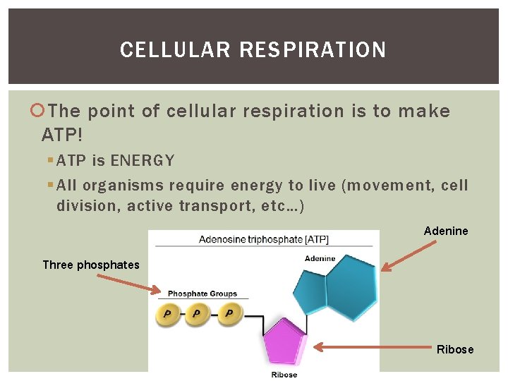 CELLULAR RESPIRATION The point of cellular respiration is to make ATP! § ATP is CELLULAR RESPIRATION The point of cellular respiration is to make ATP! § ATP is