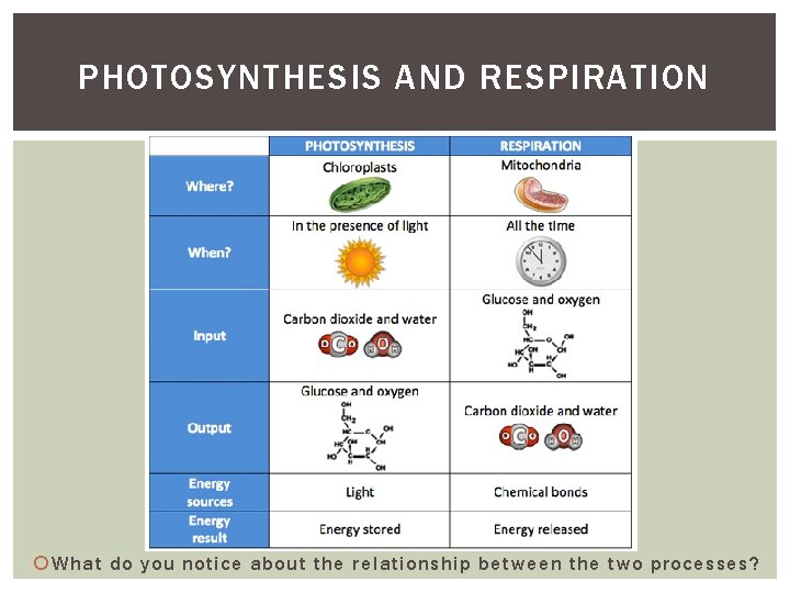 PHOTOSYNTHESIS AND RESPIRATION What do you notice about the relationship between the two processes? PHOTOSYNTHESIS AND RESPIRATION What do you notice about the relationship between the two processes?