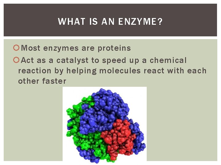 WHAT IS AN ENZYME? Most enzymes are proteins Act as a catalyst to speed WHAT IS AN ENZYME? Most enzymes are proteins Act as a catalyst to speed