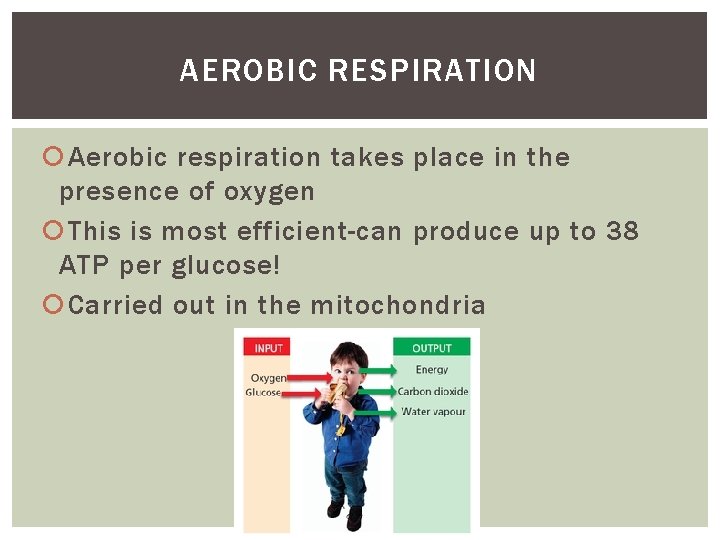 AEROBIC RESPIRATION Aerobic respiration takes place in the presence of oxygen This is most AEROBIC RESPIRATION Aerobic respiration takes place in the presence of oxygen This is most