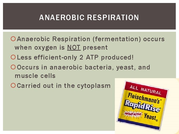 ANAEROBIC RESPIRATION Anaerobic Respiration (fermentation) occurs when oxygen is NOT present Less efficient-only 2 ANAEROBIC RESPIRATION Anaerobic Respiration (fermentation) occurs when oxygen is NOT present Less efficient-only 2