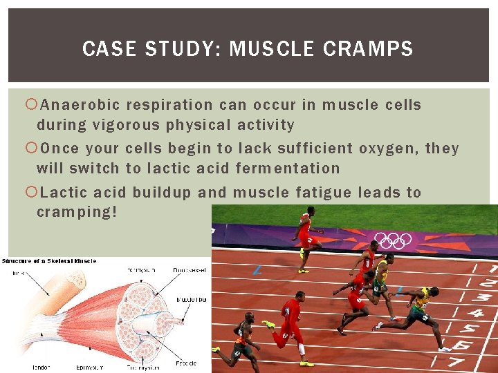 CASE STUDY: MUSCLE CRAMPS Anaerobic respiration can occur in muscle cells during vigorous physical CASE STUDY: MUSCLE CRAMPS Anaerobic respiration can occur in muscle cells during vigorous physical