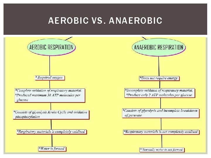 AEROBIC VS. ANAEROBIC AEROBIC VS. ANAEROBIC