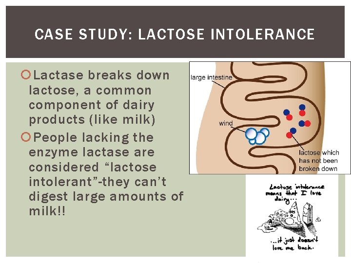 CASE STUDY: LACTOSE INTOLERANCE Lactase breaks down lactose, a common component of dairy products CASE STUDY: LACTOSE INTOLERANCE Lactase breaks down lactose, a common component of dairy products
