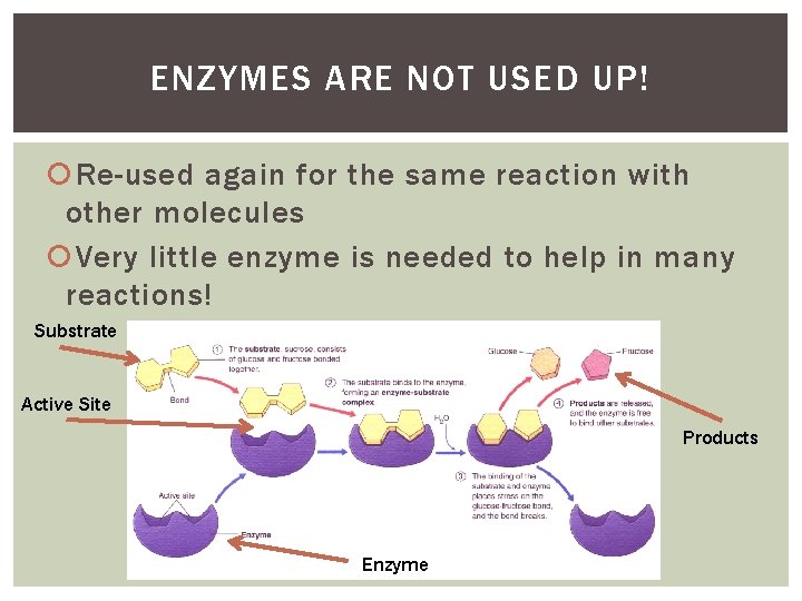 ENZYMES ARE NOT USED UP! Re-used again for the same reaction with other molecules ENZYMES ARE NOT USED UP! Re-used again for the same reaction with other molecules