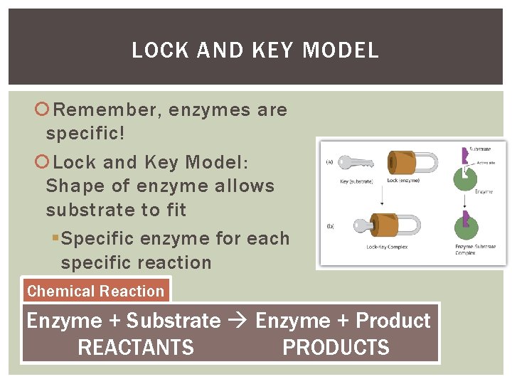 LOCK AND KEY MODEL Remember, enzymes are specific! Lock and Key Model: Shape of LOCK AND KEY MODEL Remember, enzymes are specific! Lock and Key Model: Shape of