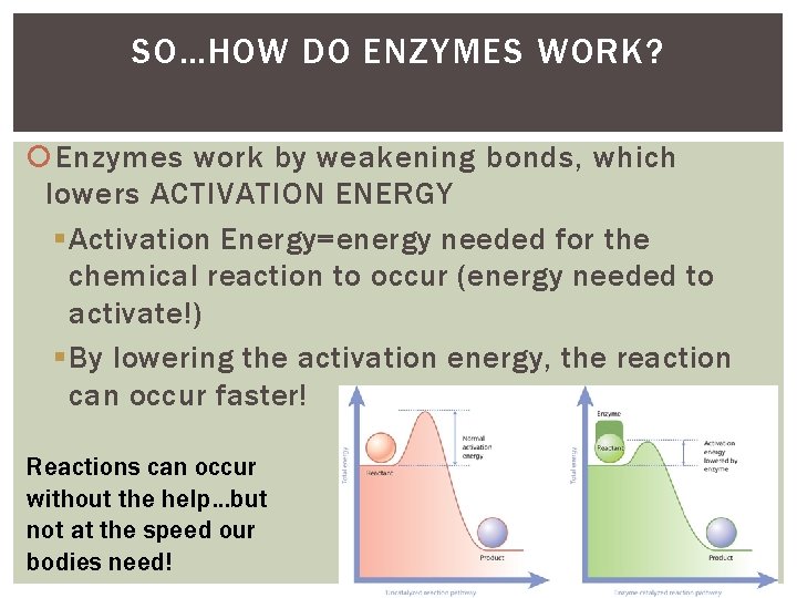 SO…HOW DO ENZYMES WORK? Enzymes work by weakening bonds, which lowers ACTIVATION ENERGY § SO…HOW DO ENZYMES WORK? Enzymes work by weakening bonds, which lowers ACTIVATION ENERGY §