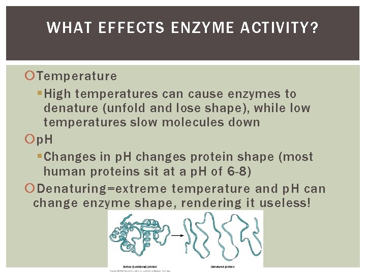 WHAT EFFECTS ENZYME ACTIVITY? Temperature § High temperatures can cause enzymes to denature (unfold WHAT EFFECTS ENZYME ACTIVITY? Temperature § High temperatures can cause enzymes to denature (unfold