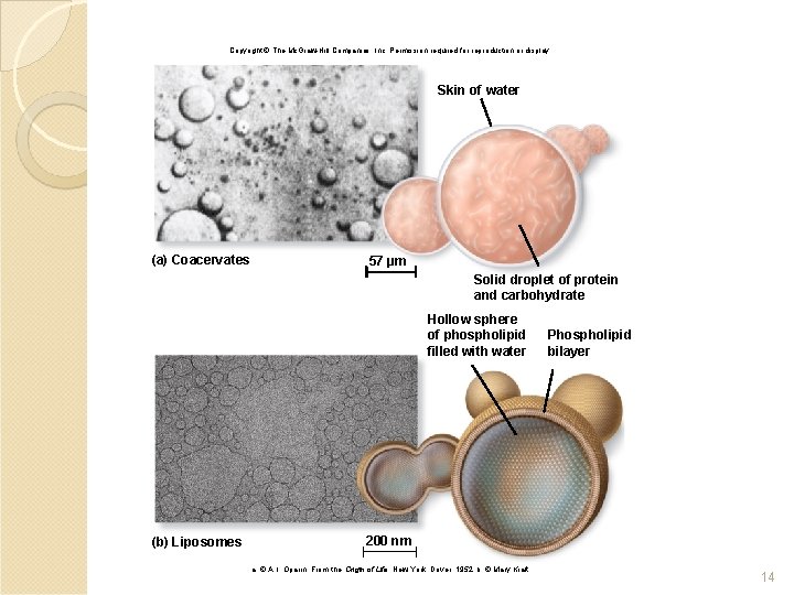 Copyright © The Mc. Graw-Hill Companies, Inc. Permission required for reproduction or display. Skin Copyright © The Mc. Graw-Hill Companies, Inc. Permission required for reproduction or display. Skin