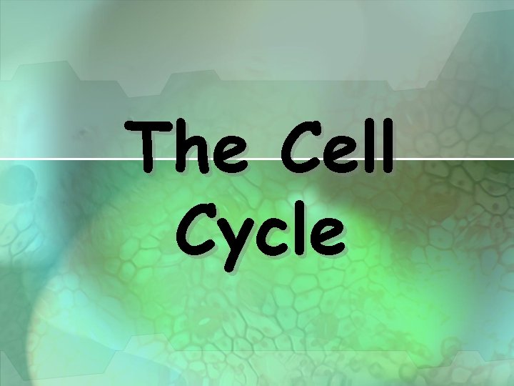 The Cell Cycle 