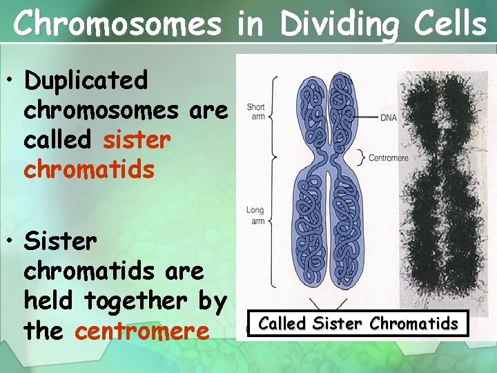 Chromosomes in Dividing Cells • Duplicated chromosomes are called sister chromatids • Sister chromatids