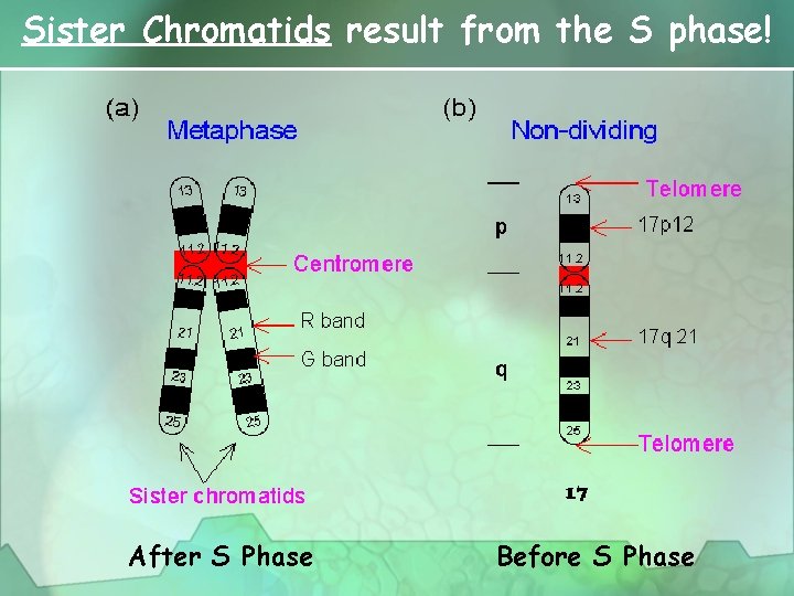 Sister Chromatids result from the S phase! After S Phase Before S Phase 