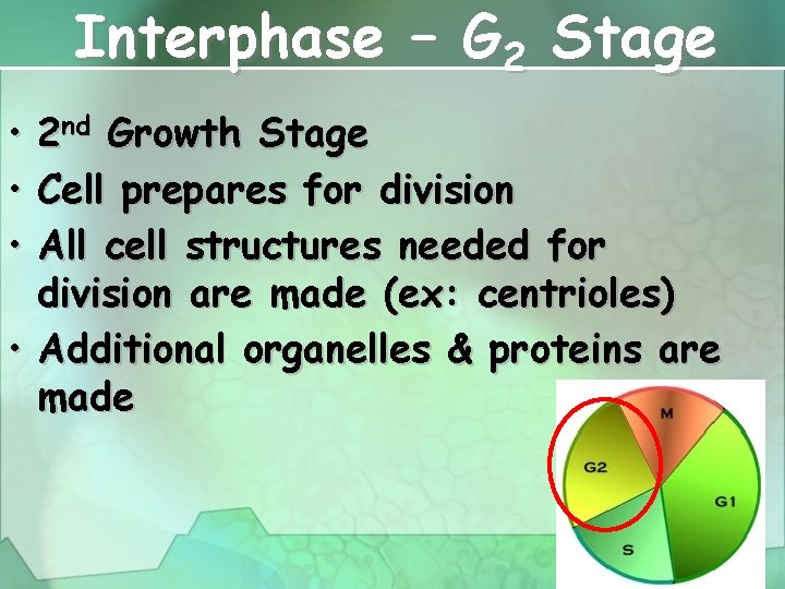 Interphase – G 2 Stage • 2 nd Growth Stage • Cell prepares for