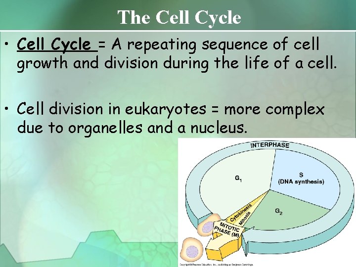 The Cell Cycle • Cell Cycle = A repeating sequence of cell growth and