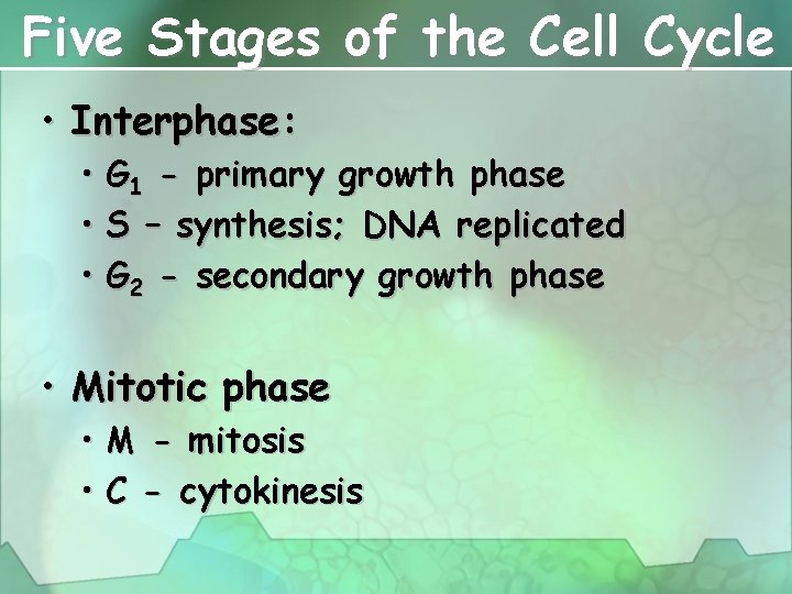 Five Stages of the Cell Cycle • Interphase: • G 1 - primary growth