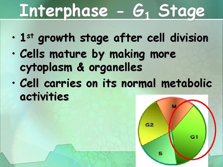 Interphase - G 1 Stage • 1 st growth stage after cell division •