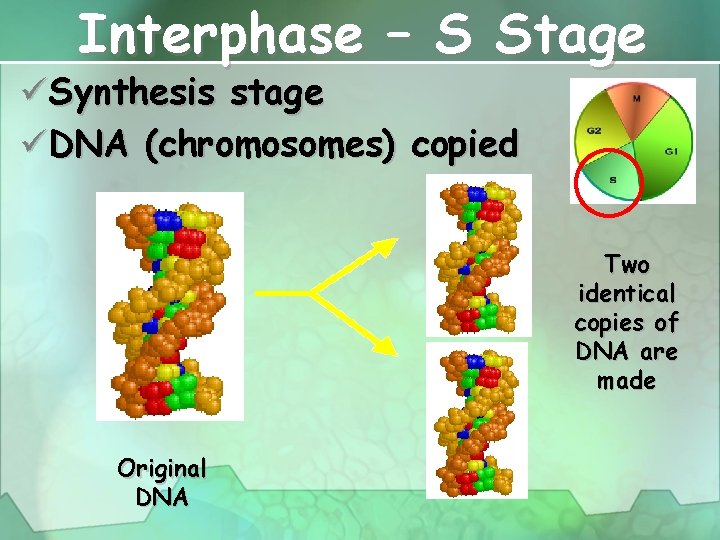 Interphase – S Stage üSynthesis stage üDNA (chromosomes) copied Two identical copies of DNA
