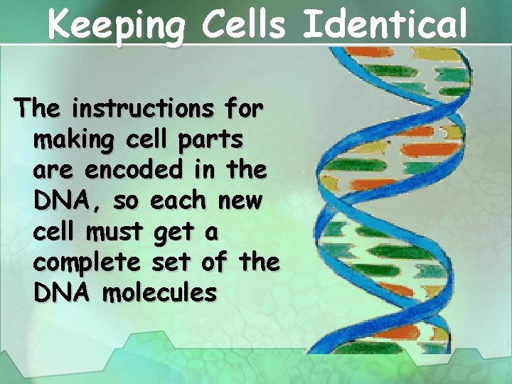 Keeping Cells Identical The instructions for making cell parts are encoded in the DNA,