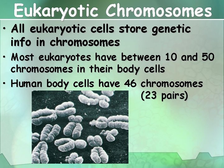 Eukaryotic Chromosomes • All eukaryotic cells store genetic info in chromosomes • Most eukaryotes
