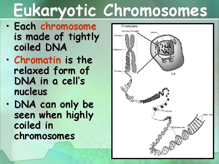 Eukaryotic Chromosomes • Each chromosome is made of tightly coiled DNA • Chromatin is