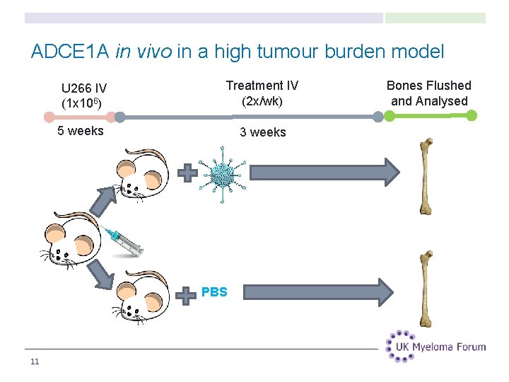 ADCE 1 A in vivo in a high tumour burden model U 266 IV