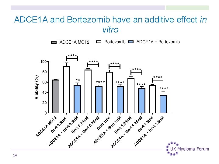 ADCE 1 A and Bortezomib have an additive effect in vitro 14 