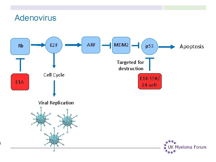 4 Adenovirus Rb E 2 F Cell Cycle E 1 A Viral Replication ARF