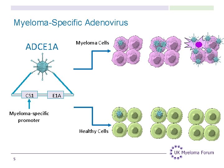 Myeloma-Specific Adenovirus ADCE 1 A CS 1 Myeloma Cells E 1 A Myeloma-specific promoter