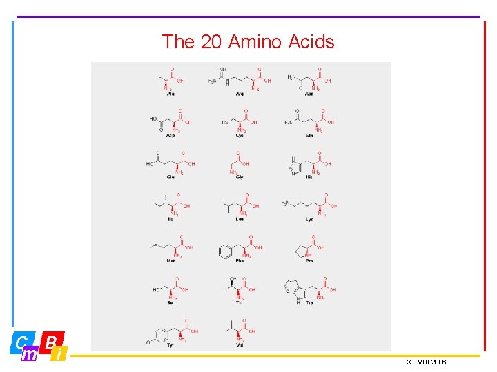 The 20 Amino Acids ©CMBI 2006 