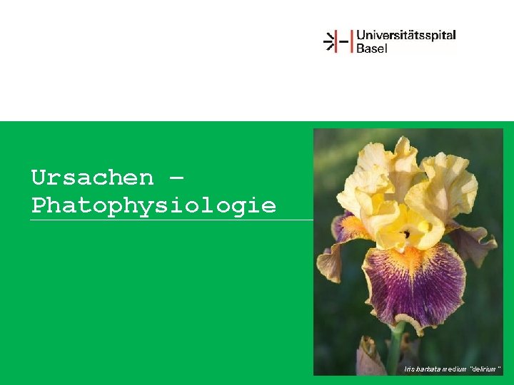 Ursachen – Phatophysiologie Iris barbata medium “delirium” 