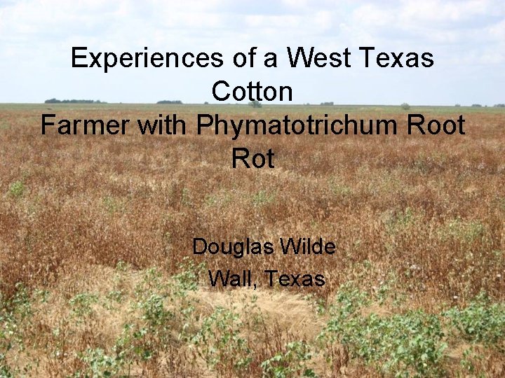 Experiences of a West Texas Cotton Farmer with Phymatotrichum Root Rot Douglas Wilde Wall, Experiences of a West Texas Cotton Farmer with Phymatotrichum Root Rot Douglas Wilde Wall,