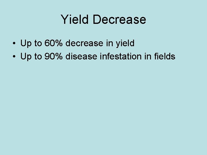 Yield Decrease • Up to 60% decrease in yield • Up to 90% disease Yield Decrease • Up to 60% decrease in yield • Up to 90% disease