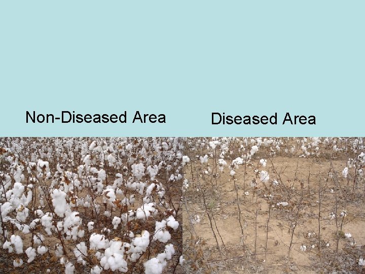 Non-Diseased Area Non-Diseased Area