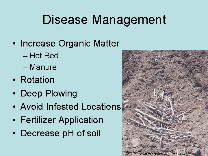 Disease Management • Increase Organic Matter – Hot Bed – Manure • • • Disease Management • Increase Organic Matter – Hot Bed – Manure • • •