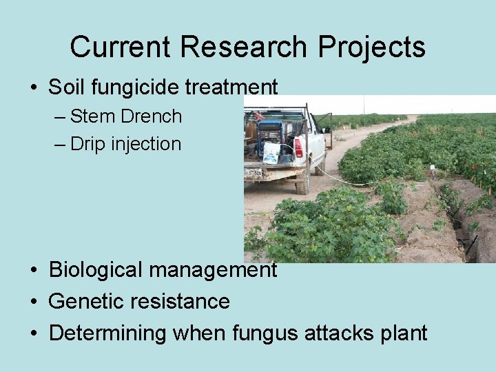 Current Research Projects • Soil fungicide treatment – Stem Drench – Drip injection • Current Research Projects • Soil fungicide treatment – Stem Drench – Drip injection •