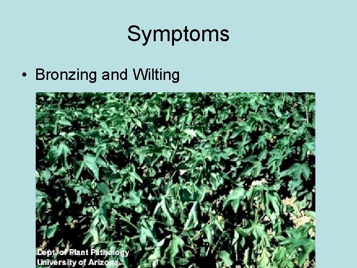 Symptoms • Bronzing and Wilting Symptoms • Bronzing and Wilting