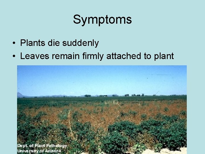 Symptoms • Plants die suddenly • Leaves remain firmly attached to plant Symptoms • Plants die suddenly • Leaves remain firmly attached to plant