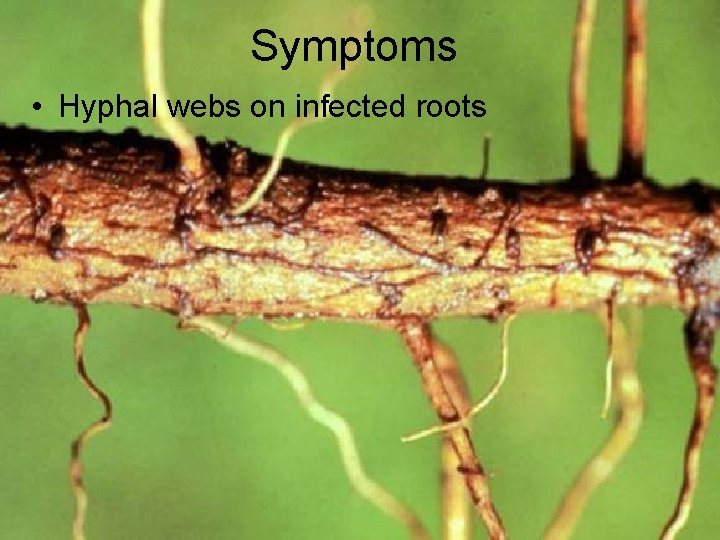 Symptoms • Hyphal webs on infected roots Symptoms • Hyphal webs on infected roots