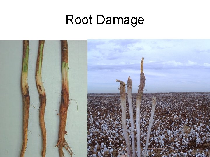 Root Damage Root Damage